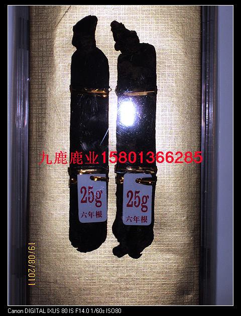 梅花鹿的功效梅花鹿養(yǎng)殖技術(shù)視頻圖片