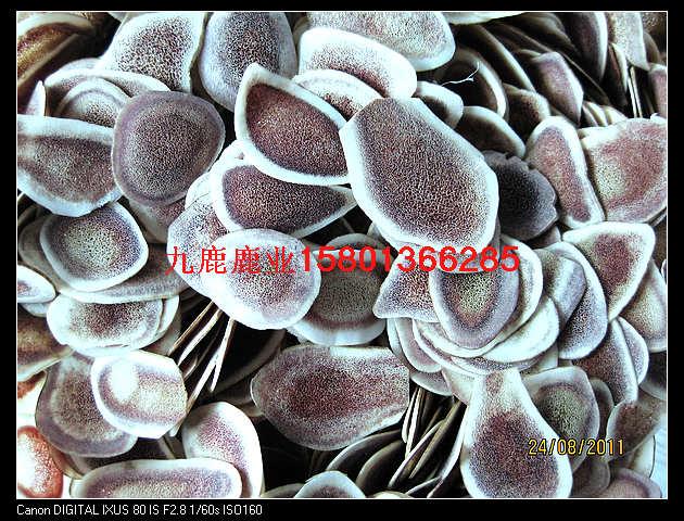 供應(yīng)如何做鹿肉風(fēng)干鹿肉干紅燒鹿肉做