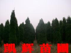 供應(yīng)河北河南儈基地，河北河南儈柏基地，保定河南儈柏基地，提供柏樹(shù)