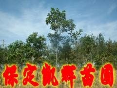 楸樹樹圖片
