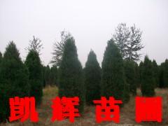 供應(yīng)華北河南儈，華北河南儈柏，柏樹基地出售，儈柏苗，北京儈柏樹，