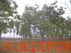 供应河北保定梧桐基地，基地出售梧桐，紫花梧桐，中国梧桐，法国梧桐