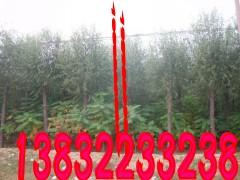 供應定州漳河柳，河北漳河柳，柳樹樹苗基地，生產漳河柳，出售漳河柳
