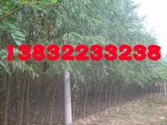 供應(yīng)漳河柳苗木，苗木基地，漳河柳苗木基地，漳河柳市場(chǎng)，出售漳河柳