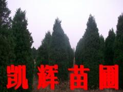 河北塔儈批發(fā)圖片