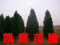 供應河北塔儈批發(fā) 河北塔儈批發(fā)價格 河北塔儈批發(fā)多少錢