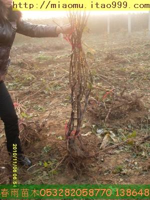 特供占地樱桃树占地柿子树占地葡萄树产地山东图片