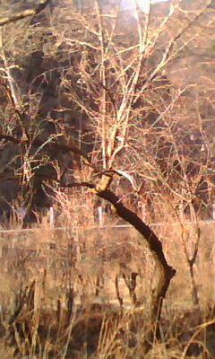 供應(yīng)暴馬丁香2011暴馬丁香種子價格暴馬丁香樹出售