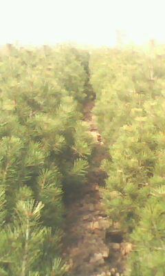 供應核桃苗山楂苗花椒苗蘋果苗流蘇苗山西流蘇小苗價格暴馬丁香小苗銷售