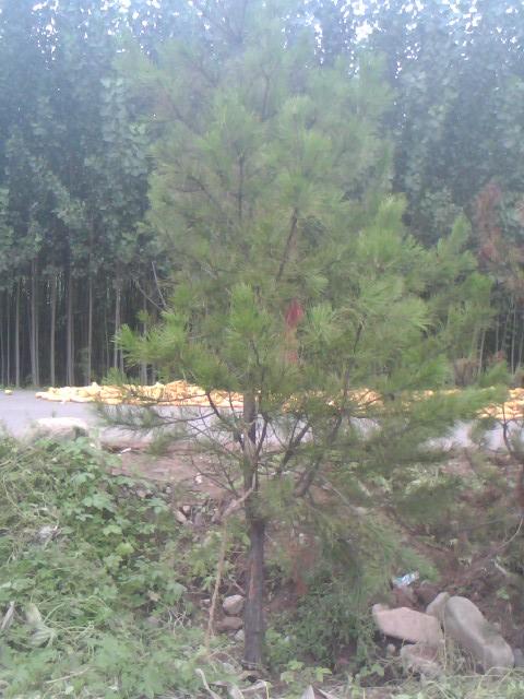 供應(yīng)山西占地白皮松樹苗3米高白皮松樹苗價(jià)格4米高全冠白皮松貿(mào)易白皮松