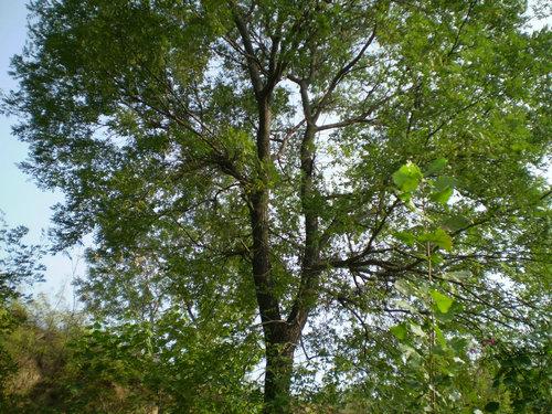 供應12厘米國槐8-10cm國槐*15cm國槐價格山西國槐行情