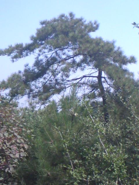 胸徑10cm全冠國(guó)槐圖片