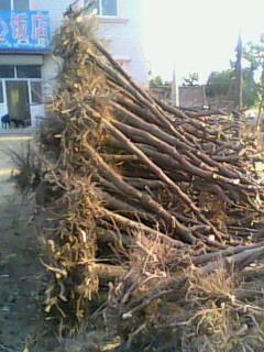 供應(yīng)土球全冠12厘米國(guó)槐山西國(guó)槐價(jià)格8-10厘米裸根國(guó)槐、刺槐