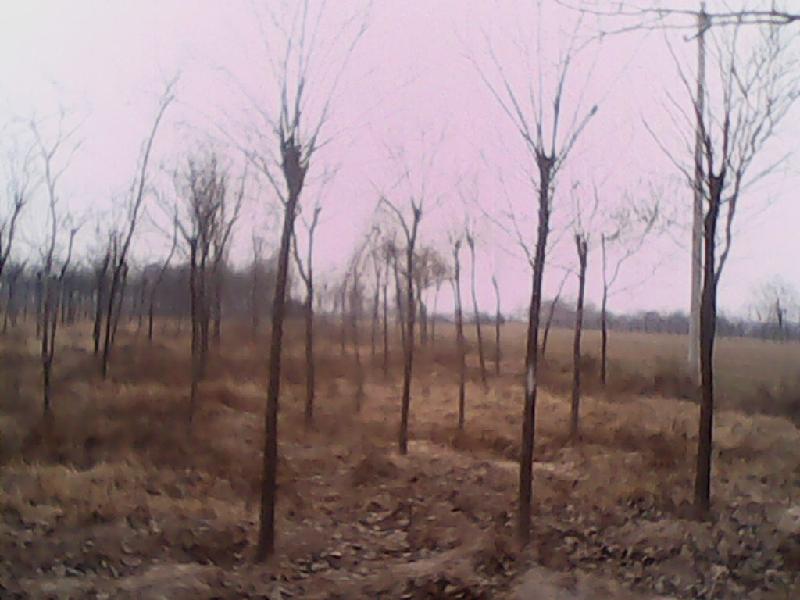 供應(yīng)土球全冠12厘米國(guó)槐山西國(guó)槐價(jià)格8-10厘米裸根國(guó)槐、刺槐