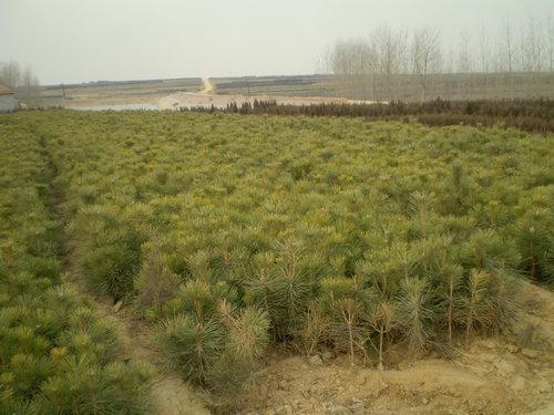 皮核桃圖片/皮核桃樣板圖 (3)