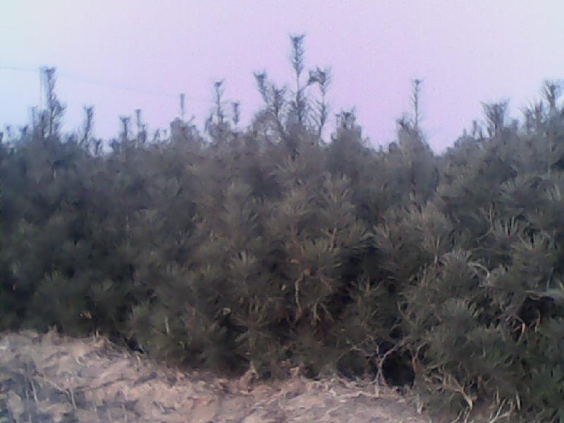 供應(yīng)優(yōu)質(zhì)櫸樹(shù)胸徑4-15厘米的櫸樹(shù)胸徑2-15厘米暴馬丁香