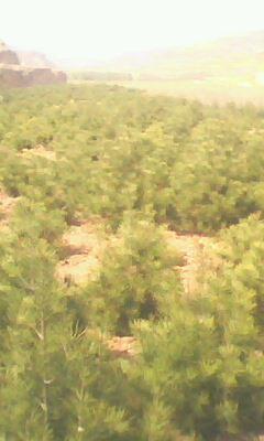 供應(yīng)胸徑10cm全冠國(guó)槐12cm全冠國(guó)槐15cm全冠國(guó)槐山西全冠國(guó)槐