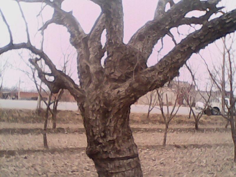 棗樹/供應(yīng)棗樹圖片/棗樹/供應(yīng)棗樹樣板圖 (3)