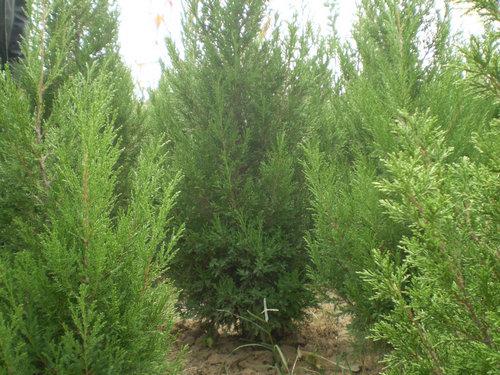 供應(yīng)暴馬丁香2011暴馬丁香種子價格暴馬丁香樹出售