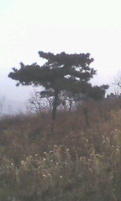 皮核桃圖片/皮核桃樣板圖 (2)