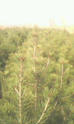 供應(yīng)土球全冠12厘米國(guó)槐山西國(guó)槐價(jià)格8-10厘米裸根國(guó)槐、刺槐