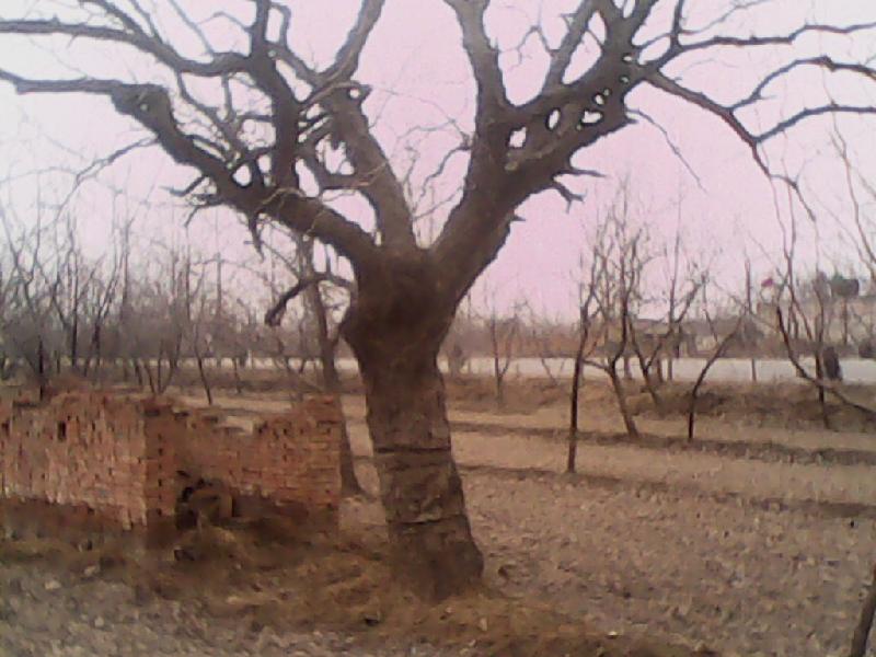 棗樹/供應(yīng)棗樹圖片/棗樹/供應(yīng)棗樹樣板圖 (2)