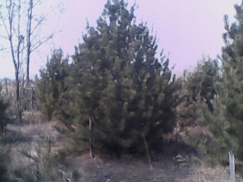 供應(yīng)麻核桃樹(shù)苗山西麻核桃基地優(yōu)質(zhì)麻核桃樹(shù)苗銷售