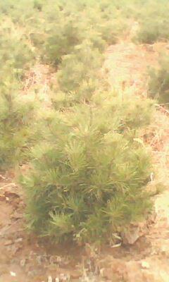 供應12厘米國槐8-10cm國槐*15cm國槐價格山西國槐行情