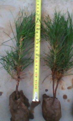 供應(yīng)胸徑10cm全冠國(guó)槐12cm全冠國(guó)槐15cm全冠國(guó)槐山西全冠國(guó)槐