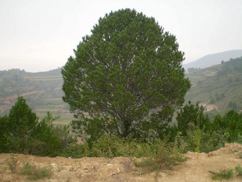 皮核桃圖片/皮核桃樣板圖 (4)