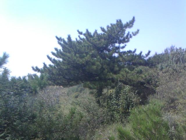 供應(yīng)胸徑10cm全冠國(guó)槐12cm全冠國(guó)槐15cm全冠國(guó)槐山西全冠國(guó)槐