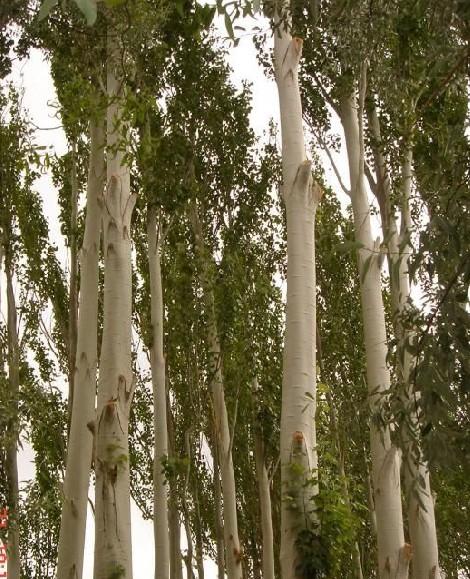 供應(yīng)毛白楊接穗/毛白楊接穗的價格