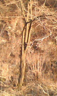 供應(yīng)暴馬丁香2011暴馬丁香種子價格暴馬丁香樹出售