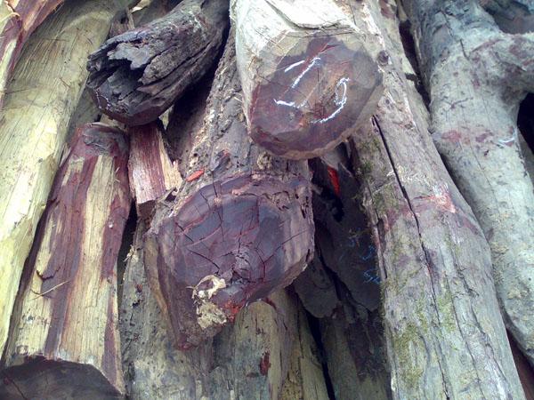 供應(yīng)非洲小葉紫檀如何進(jìn)口？非洲小葉紫檀進(jìn)口手續(xù)？非洲小葉紫檀進(jìn)口報(bào)關(guān)