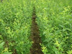 供應桃樹苗價格運城桃樹苗山西桃樹基地