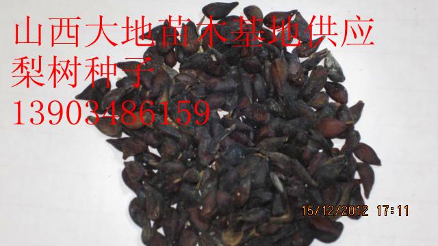 梨樹種子圖片