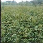 兩年花椒苗圖片