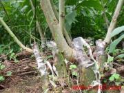 核桃苗山西核桃苗核桃苗價格圖片