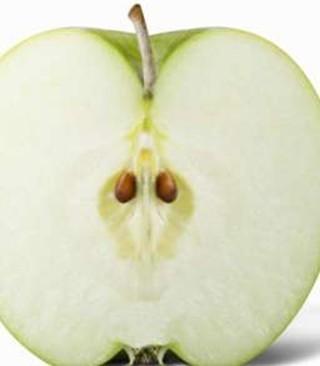蘋果種子蘋果種子價格圖片