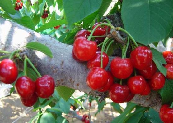 供應桃樹苗價格運城桃樹苗山西桃樹基地