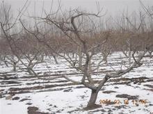 5-6-7-8-9-10-11-12-15桃樹價格圖片