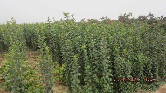 蘋果苗山西蘋果苗優(yōu)質(zhì)蘋果苗價(jià)格圖片
