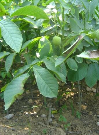 嫁接核桃苗圖片