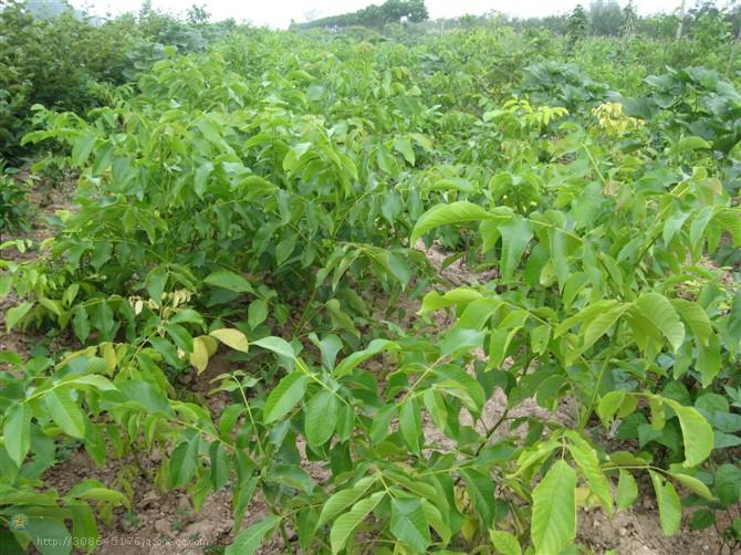 山西核桃苗圖片/山西核桃苗樣板圖 (3)