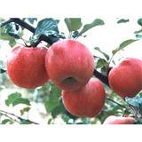 山西紅富士蘋果苗木圖片