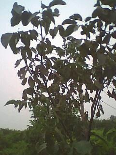 供應8518核桃樹|嫁接核桃苗價格