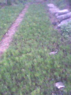 白皮松苗|白皮松小苗圖片