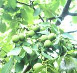 甘肅核桃苗批發(fā)價(jià)格圖片