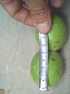 供應(yīng)薄皮核桃樹(shù)苗 核桃樹(shù)苗多少錢(qián)一顆