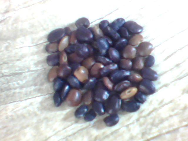 國槐種子國槐種籽價格圖片